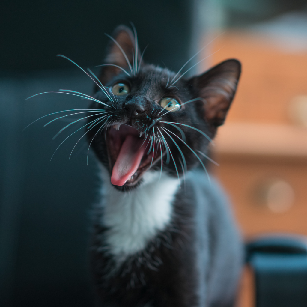 can cats taste spice? a cat with an open mouth
