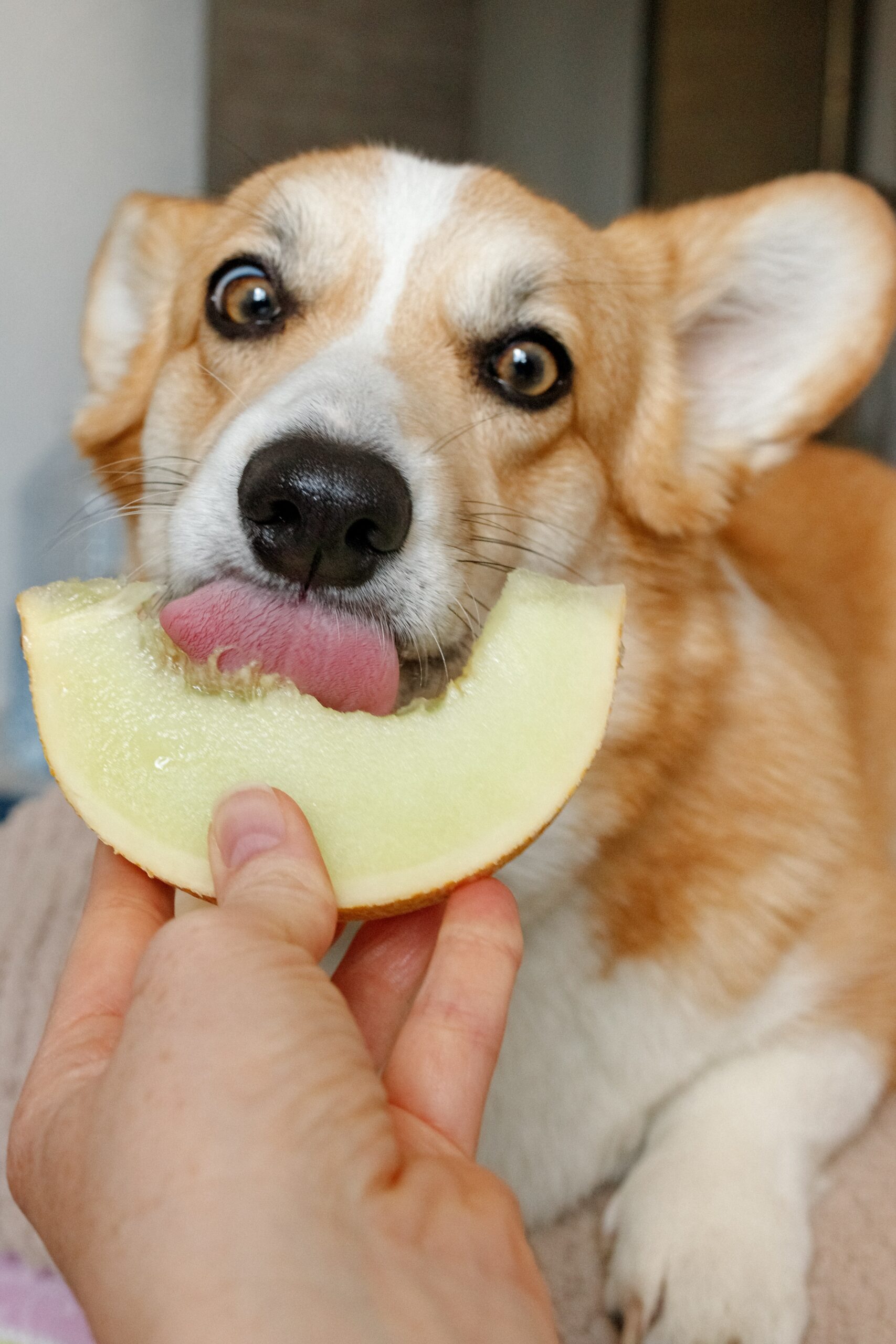 do dogs have taste buds