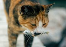 homemade cat treats; image of a cat holding a fish