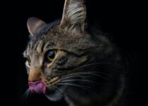 cat licking its lips