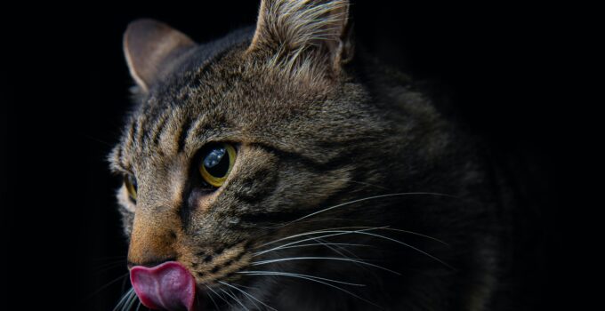 cat licking its lips