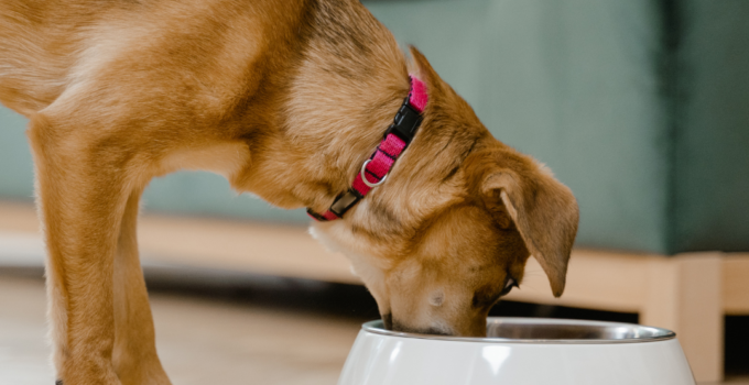 Greek-Yogurt-Delight-for-Discerning-Canines