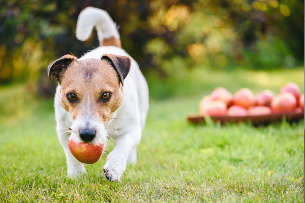 dog with apple in mouth