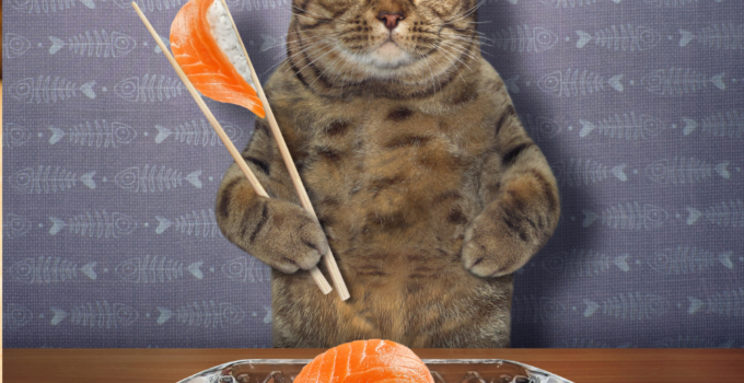 salmon snack for cat