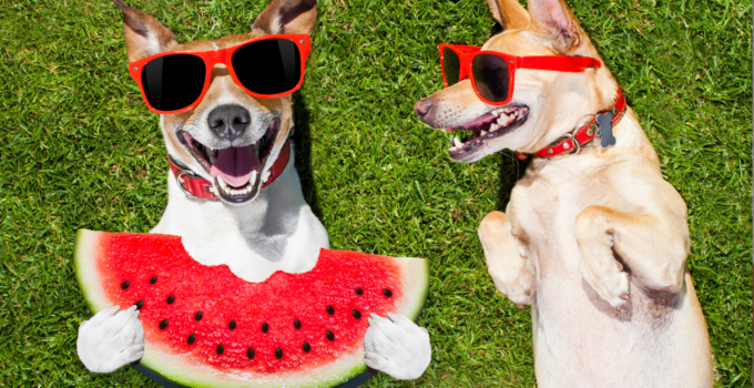 what-fruits-can-dogs-eat