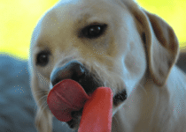 A happy dog licking a frozen pupsicle treat on a sunny day outdoors.