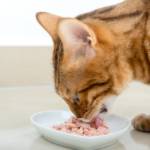 can cats eat tuna