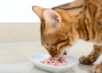 can cats eat tuna