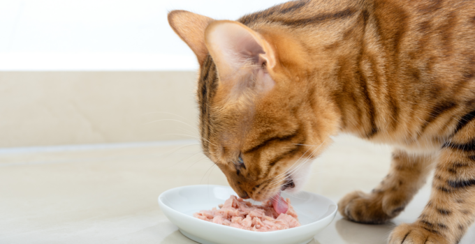 can cats eat tuna