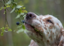 can dogs eat blueberries