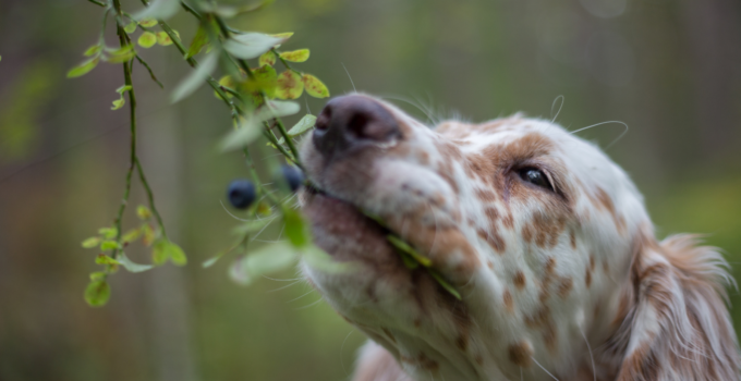 can dogs eat blueberries