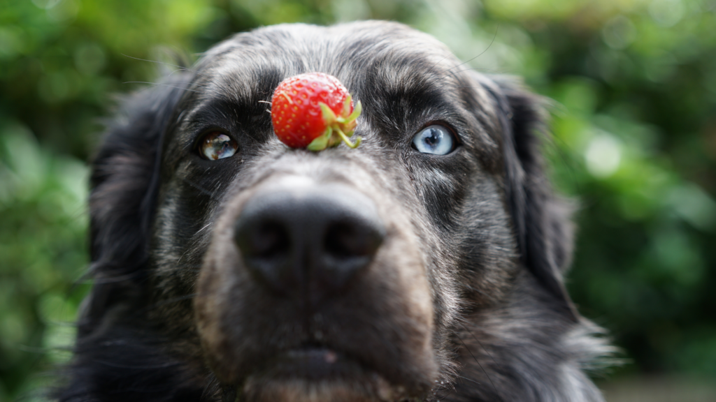 can dogs eat strawberries
