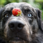 can dogs eat strawberries