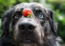 can dogs eat strawberries