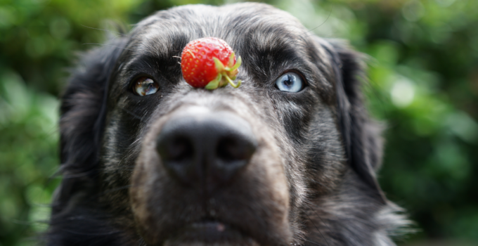 can dogs eat strawberries