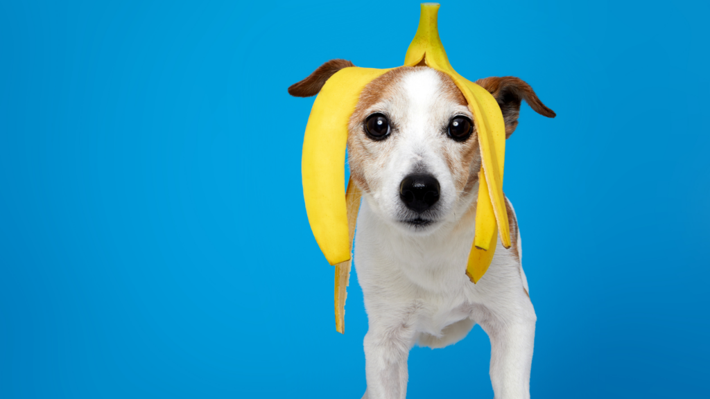 can dogs eat bananas