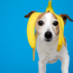 dogs eat bananas