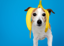 dogs eat bananas