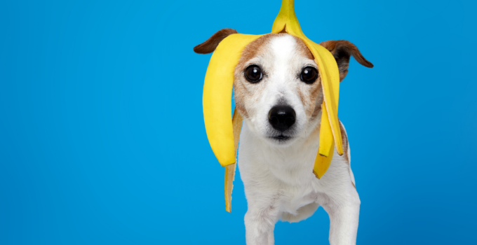 dogs eat bananas